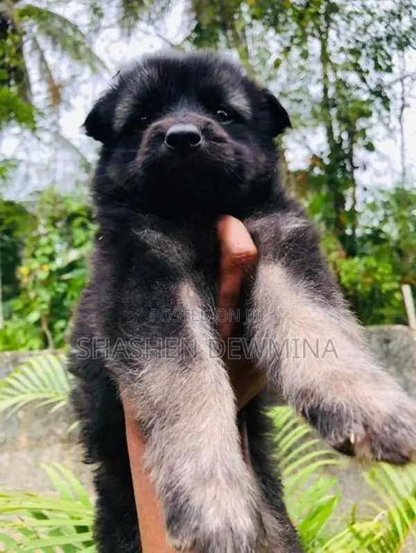 German Shepherd