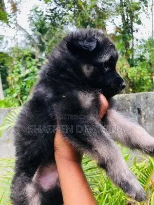 German Shepherd