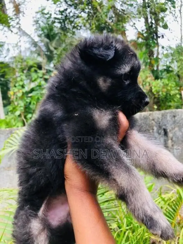 German Shepherd