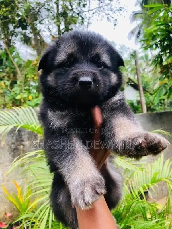 German Shepherd