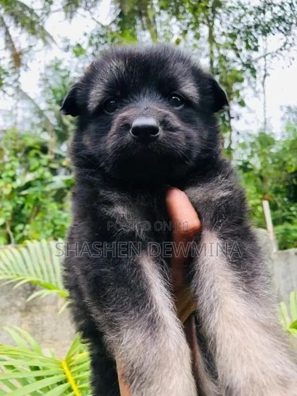 German Shepherd