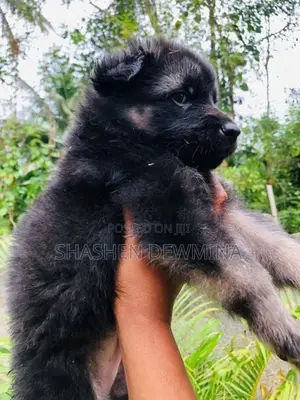 German Shepherd