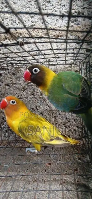 African Love Bird