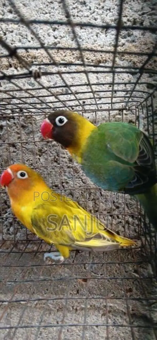 African Love Bird