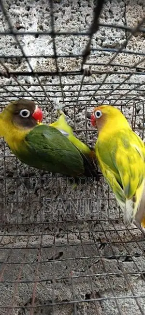 African Love Bird