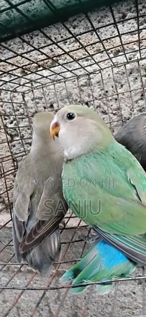 African Love Bird
