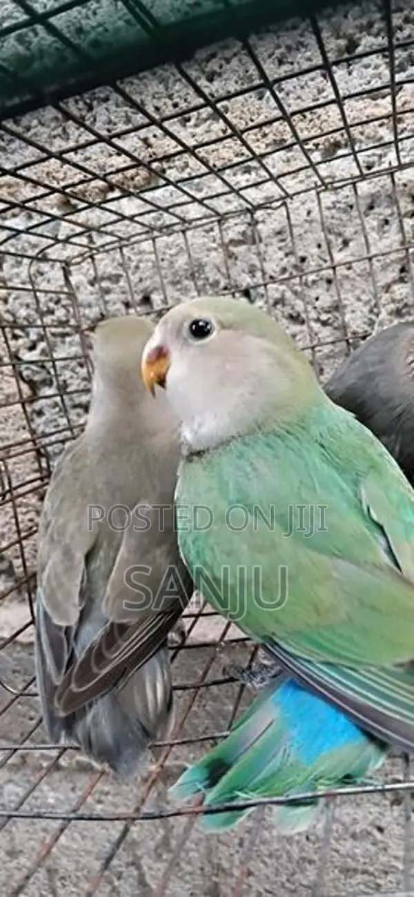 African Love Bird