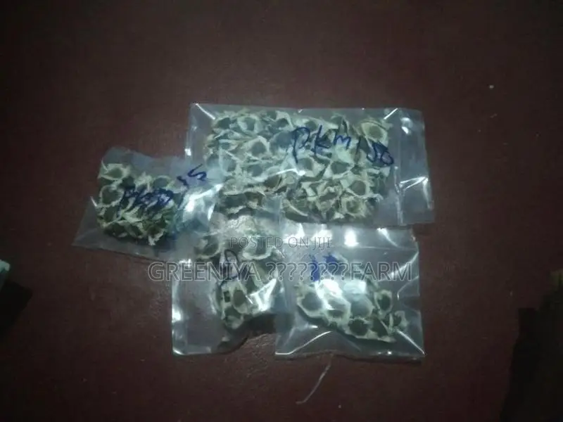 Pkm1 முருங்கை