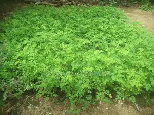 Pkm1 முருங்கை