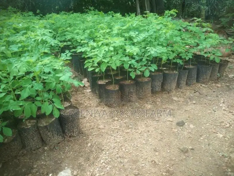 Pkm1 முருங்கை