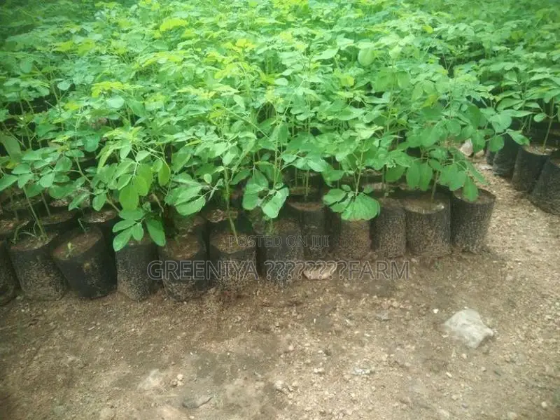 Pkm1 முருங்கை
