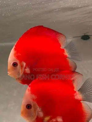 Discus Fish