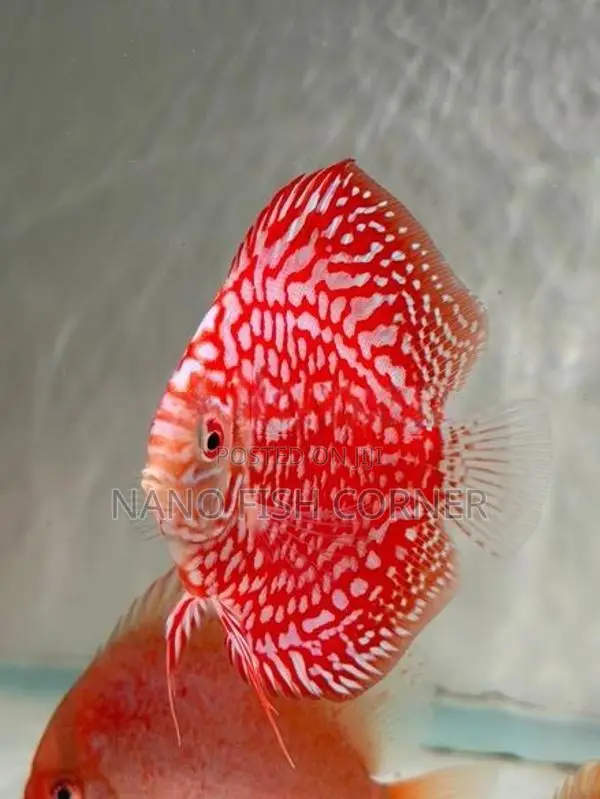 Discus Fish