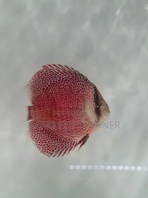 Discus Fish