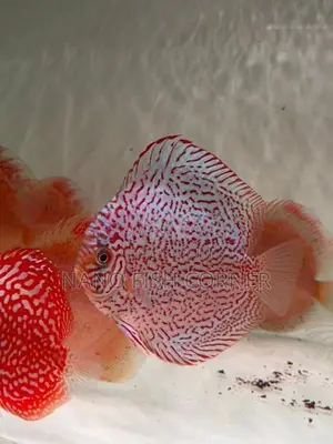 Discus Fish