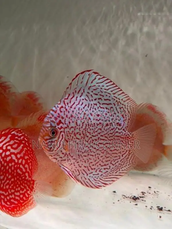 Discus Fish