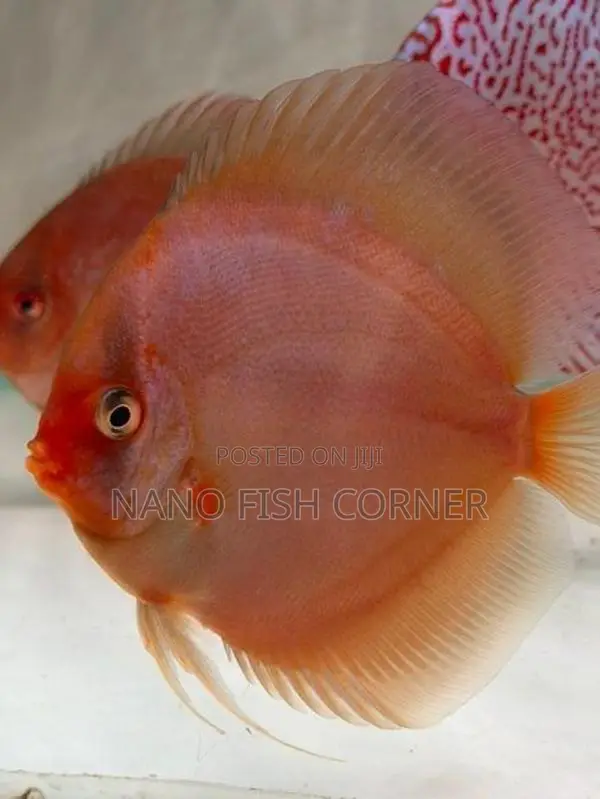 Discus Fish