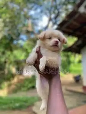 Pomeranian Puppy
