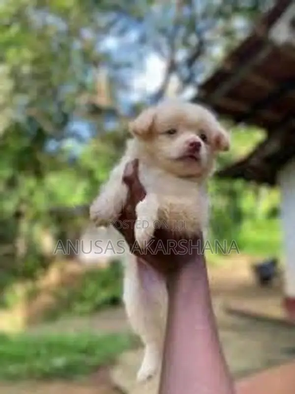 Pomeranian Puppy