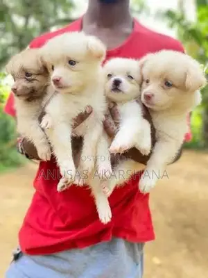Pomeranian Puppy