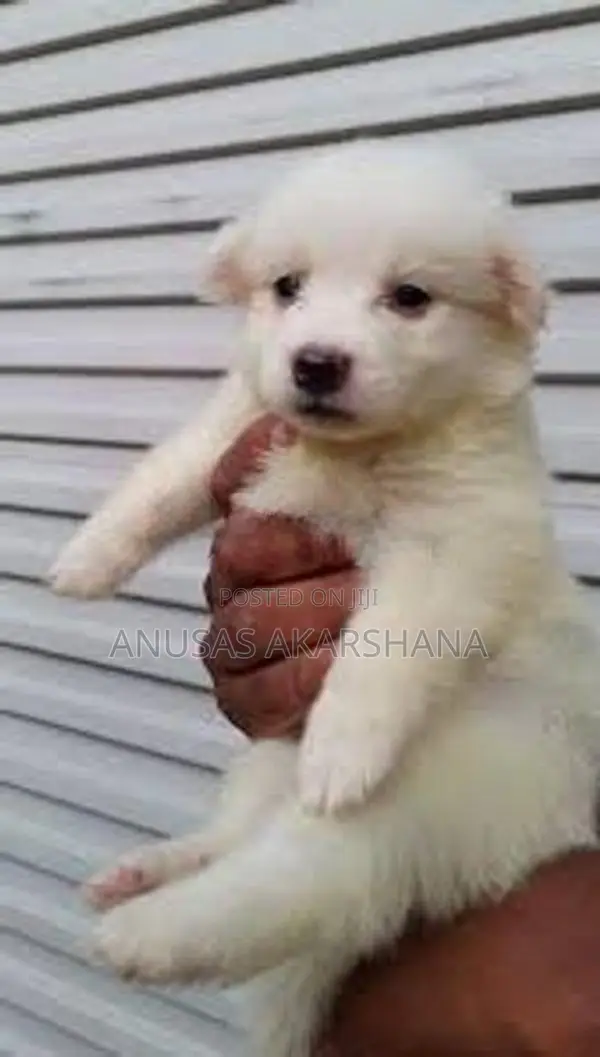 Pomeranian Puppy