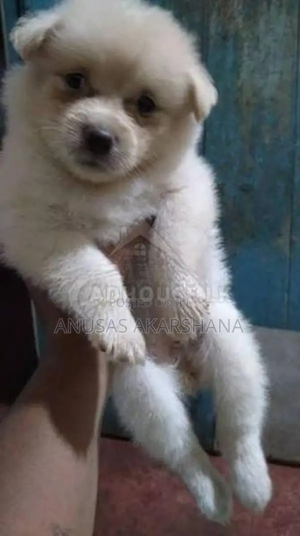Pomeranian Puppy