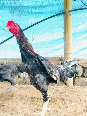 Aseel Roosters