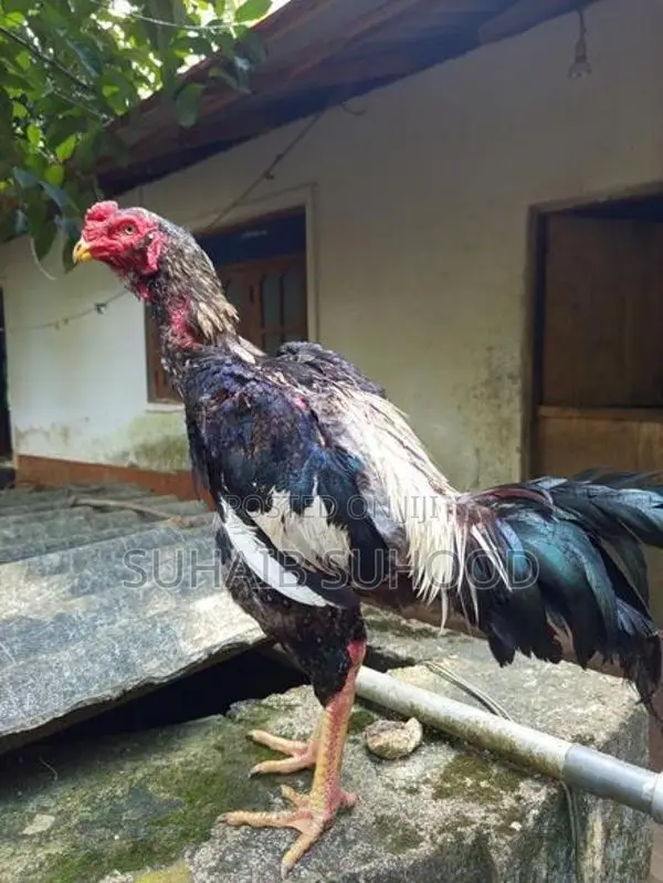Aseel Roosters