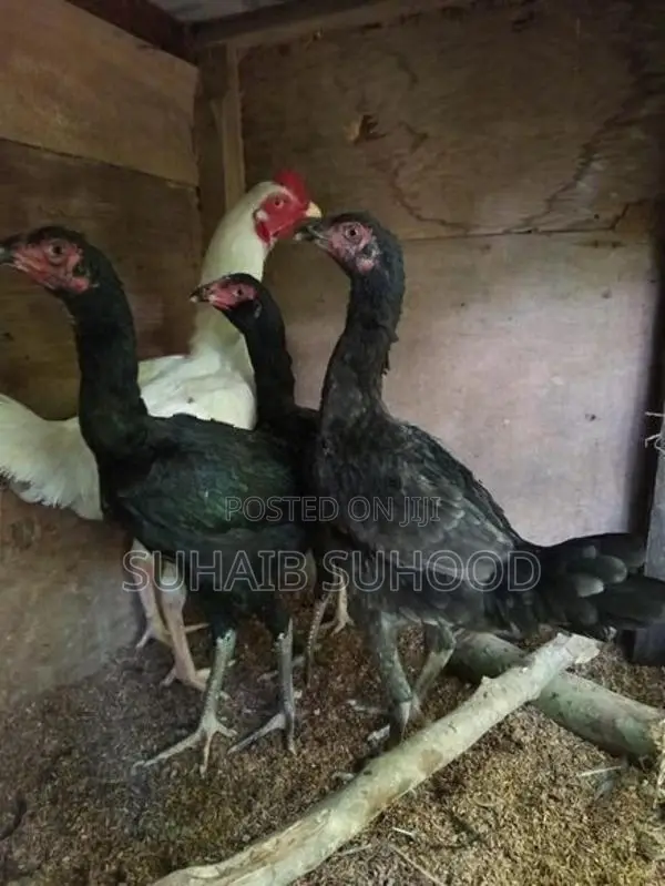 Aseel Roosters