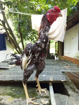 Aseel Roosters