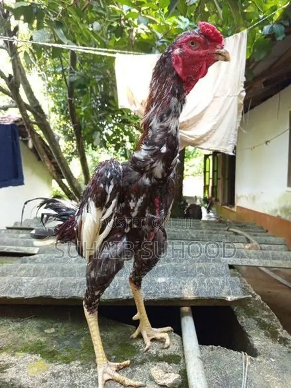 Aseel Roosters