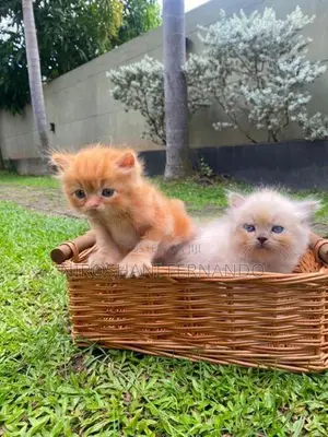 Persian Kittens