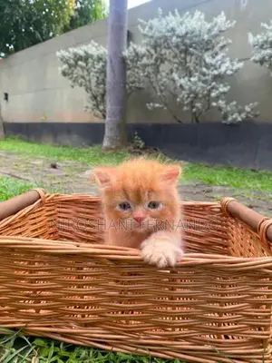 Persian Kittens