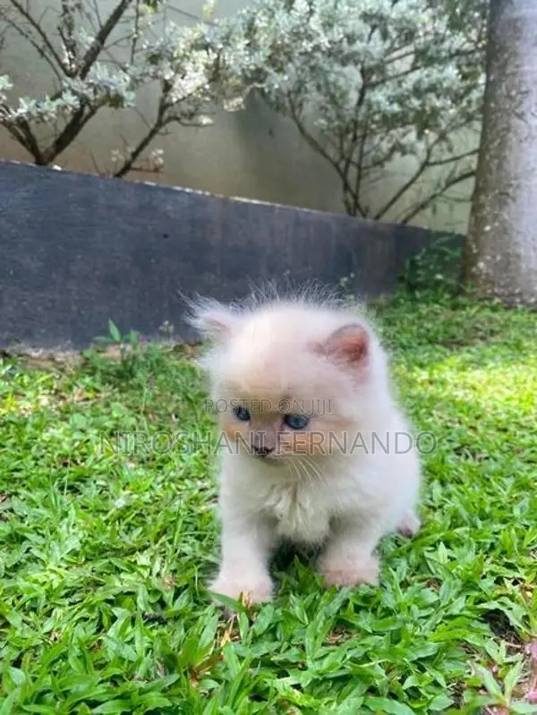 Persian Kittens