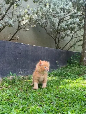 Persian Kittens