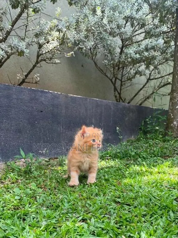 Persian Kittens