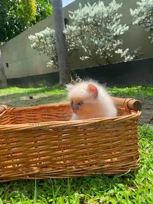 Persian Kittens