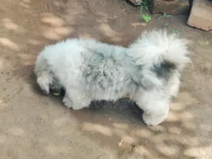 Shih Tzu Puppy