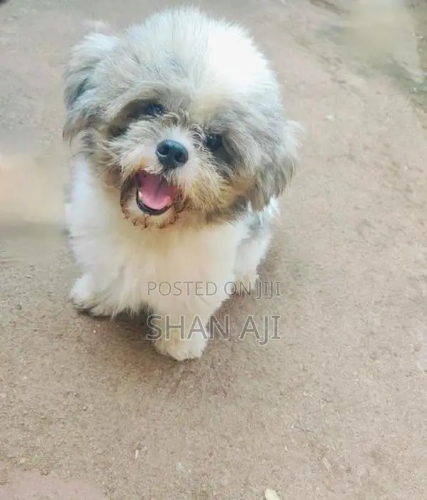 Shih Tzu Puppy