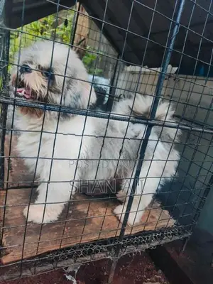 Shih Tzu Puppy