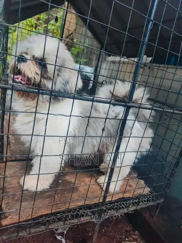 Shih Tzu Puppy