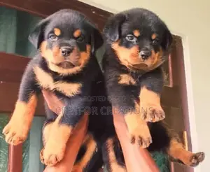 Rottweiler Puppies