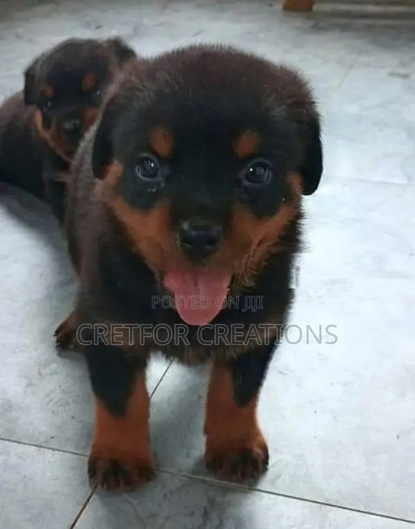 Rottweiler Puppies