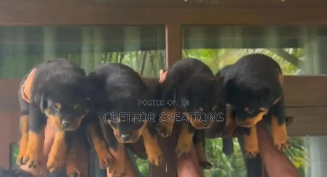 Rottweiler Puppies