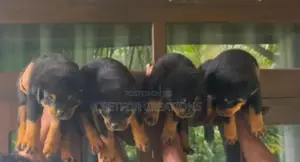 Rottweiler Puppies