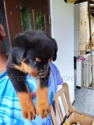 Rottweiler Puppies