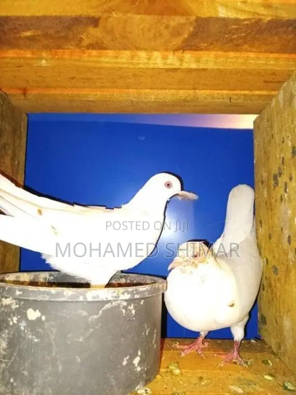 Timing Pigeon
