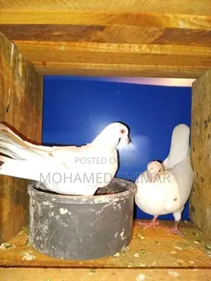 Timing Pigeon