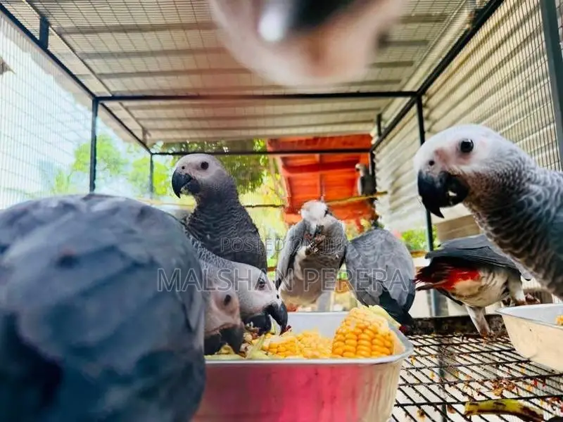African Gray Baby Male