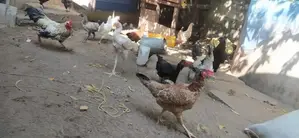 நாட்டுக் கோழிகள்
